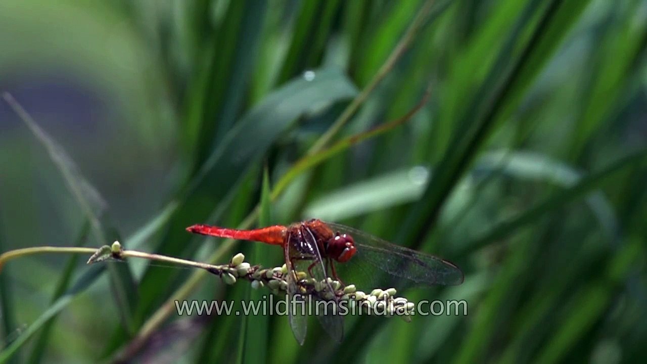 A dragonfly perching on a plant