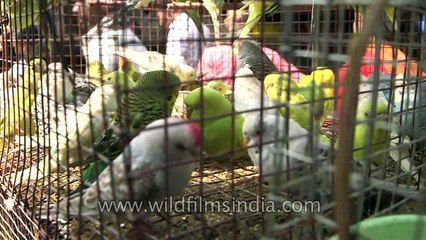 Birds for sale at Sonepur Cattle Fair Bihar