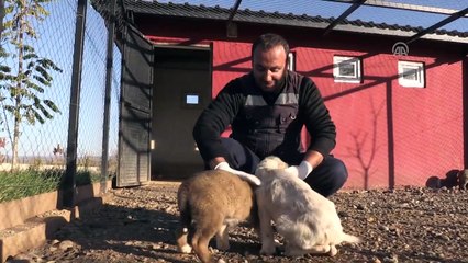 Barınaktaki köpek yavrularını da emziriyor - BİNGÖL