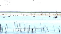 Brown-Headed Gull in Nalsarovar bird sanctuary Gujarat