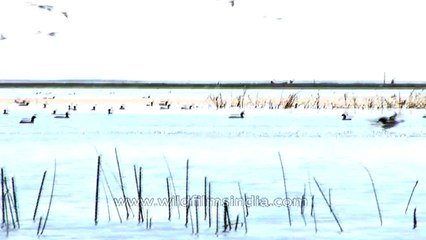 Brown-Headed Gull in Nalsarovar bird sanctuary Gujarat