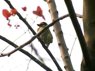 Coppersmith or Crimson-breasted Barbet preening