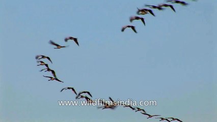 Demoiselle Cranes flying in migratory V-formation