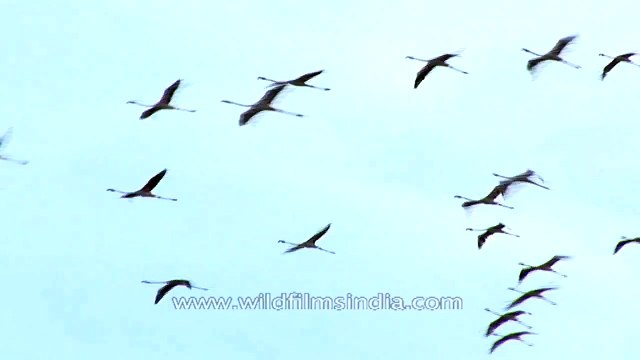 Flock of Demoiselle cranes flying in the sky - Gujarat