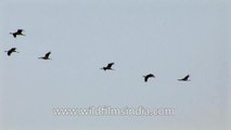 Great flight of Common crane Grus grus