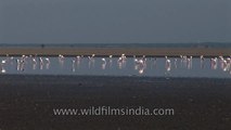 Greater Flamingo and Common cranes in Gujarat
