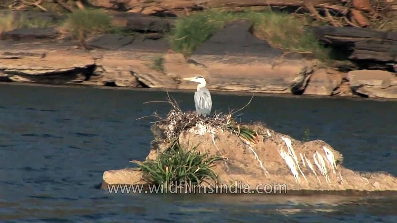 Grey heron Ardea cinerea