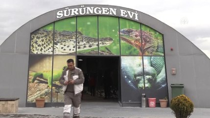 Mesleğini Bıraktı, Yılan Bakıcısı Oldu