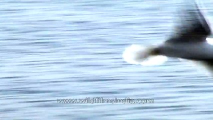 Gull in flight- Nalsarovar bird sanctuary Gujarat