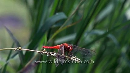 How a Dragonfly flies - slow motion in the Himalaya