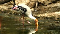 Painted storks wade through water