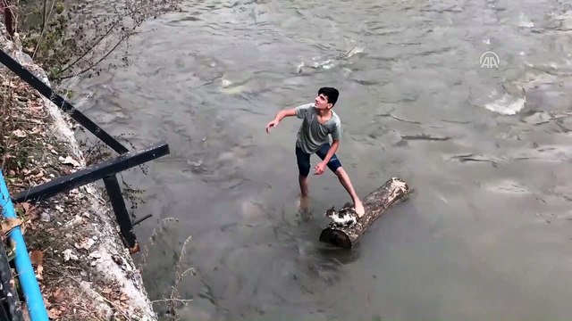 Kars Çayı'na düşen kedi yavrusunu gençler kurtardı - KARS