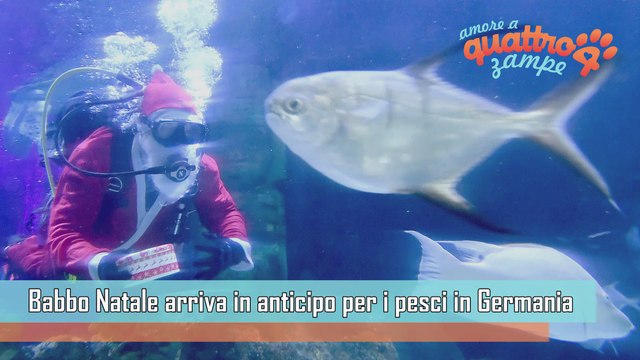Germania, i Babbi Natale invadono gli acquari