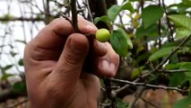 Manisa’da aralık ayında erik ağaçları meyve verdi