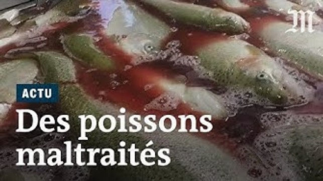 L214 : maltraitance dans des élevages de truites