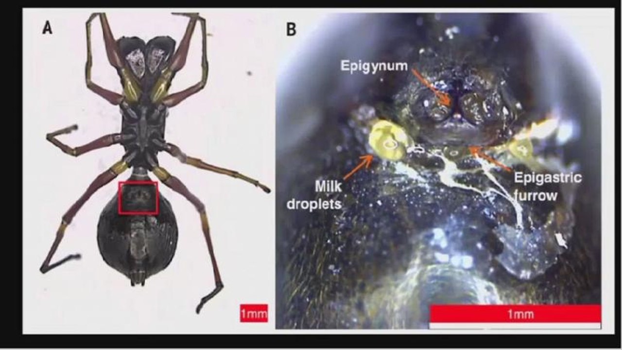 Les araignées sauteuses : cette espèce qui nourrit ses petits au lait maternel