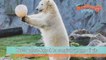 Germania, il compleanno dell'orso polare Nanook