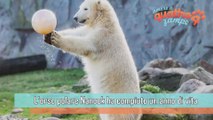 Germania, il compleanno dell'orso polare Nanook