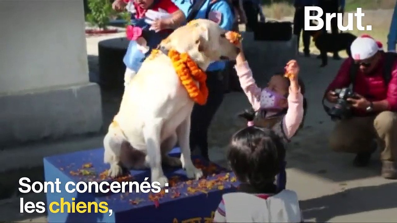 Quelles sont les maladies que nos animaux de compagnie peuvent nous transmettre ?