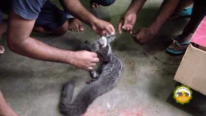 The wounded flying squirrel treated by wildlife officers !