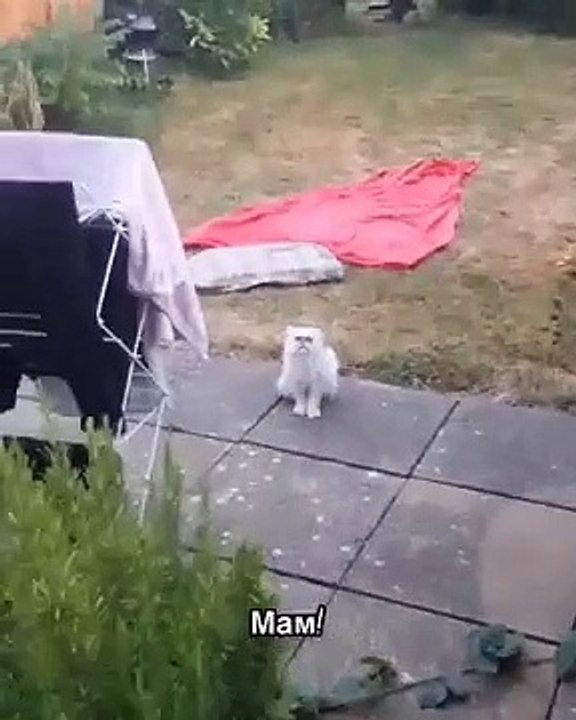 drôle de chat