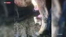 İneğin altına girip süt içen yavru kedi