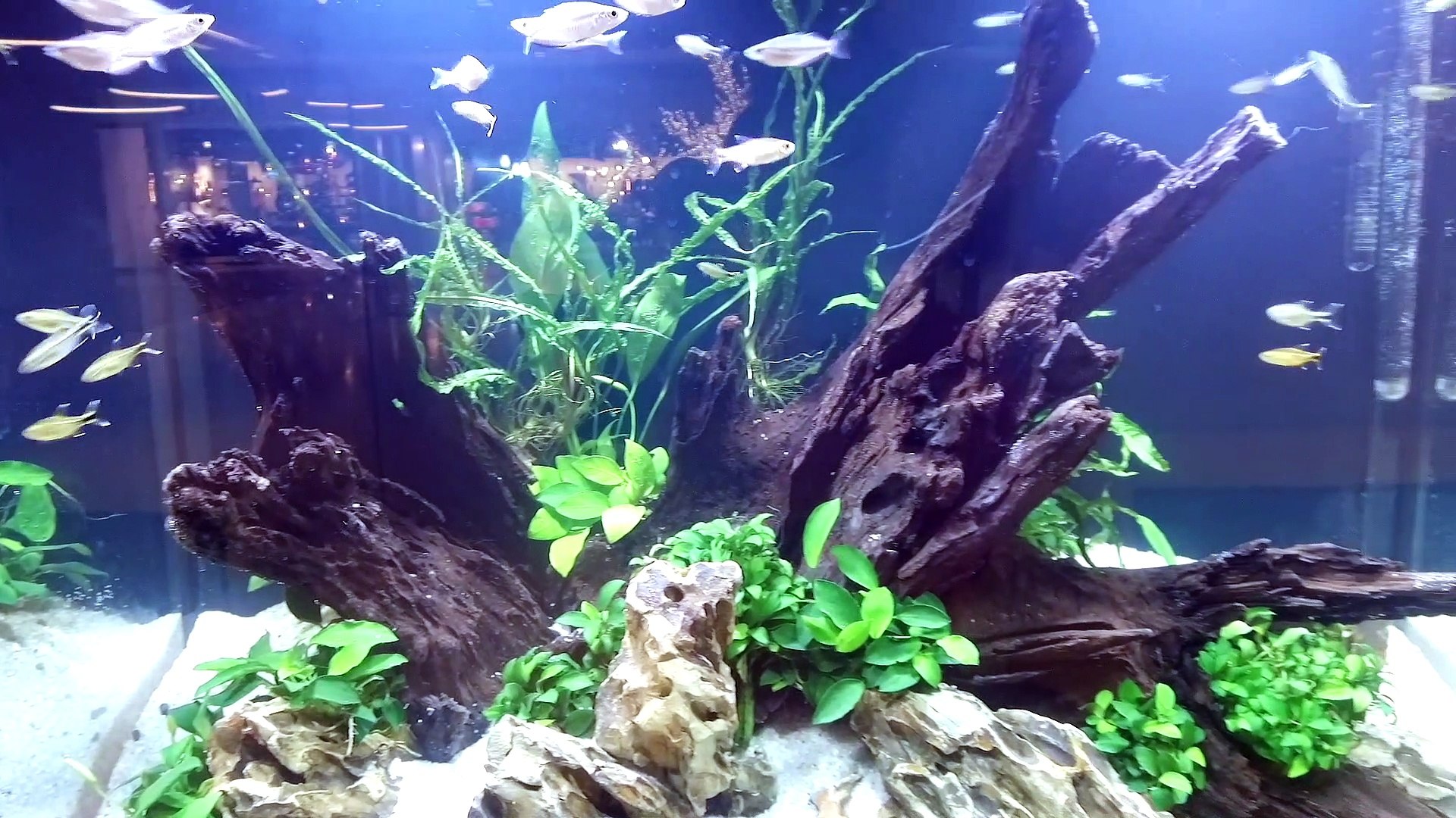 ⁣Aquarium Art!