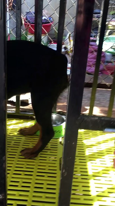 Cutest Escape Artist Ever