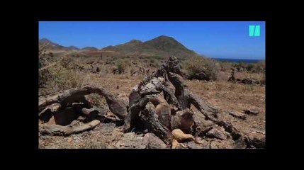 Même les cactus sont menacés par le réchauffement climatique