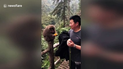 Cheeky monkey wipes dirty hand on tourist’s clothes