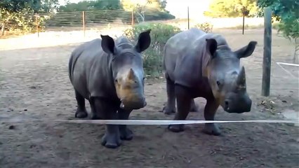 Deux jeunes Rhinocéros chantent ensemble !