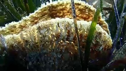 Mediterraneo: "allarme"parassita