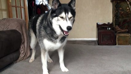 Crazy Husky Knocks My Phone Flying!