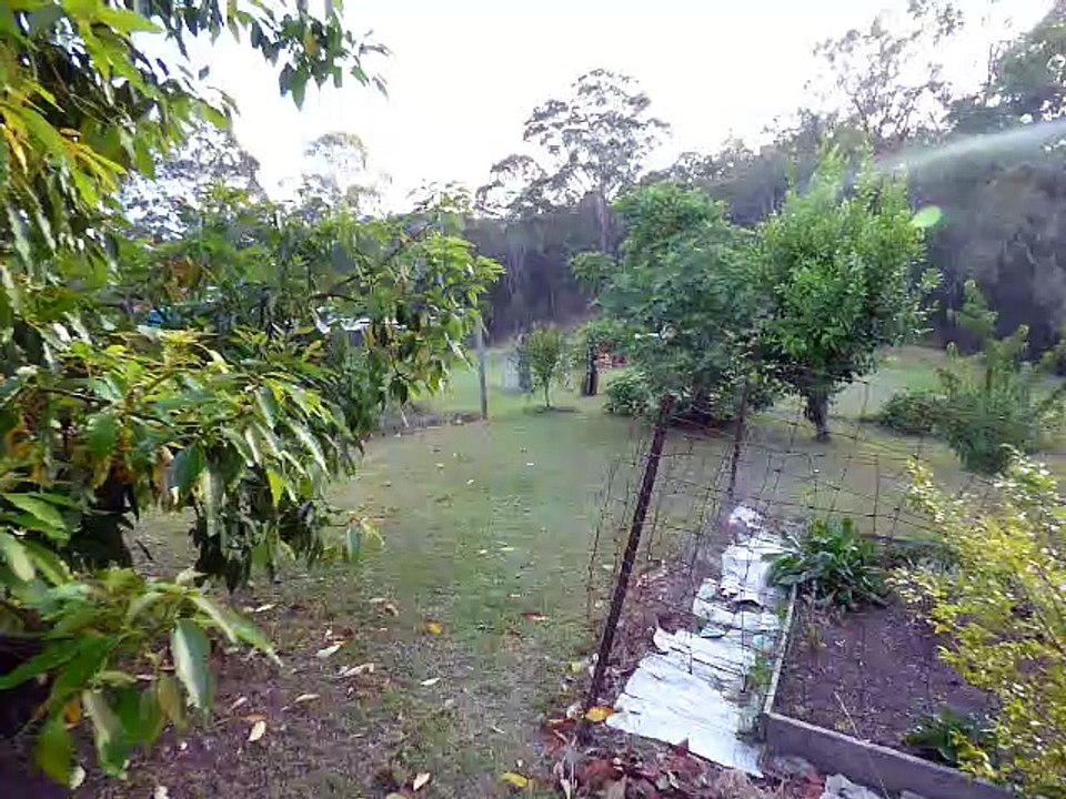 Walloping Wallabies