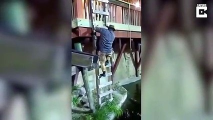 Un dresseur tombe dans le bassin des alligators