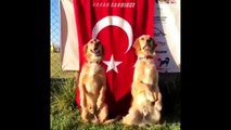 İstiklal Marşını Duyunca Saygı Duruşuna Geçen Köpekler