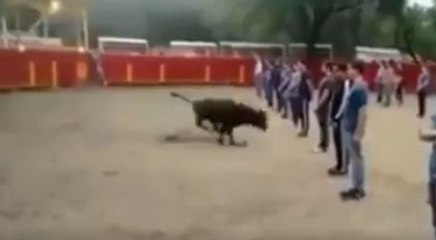 Boğanın bu davranışı sizi çok şaşırtacak