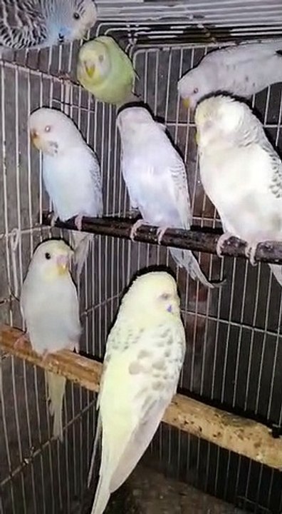 Fallows, triple crust, and red eyes beautifull parrots