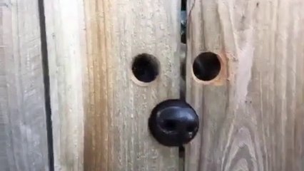 Download Video: Regardez qui matte par le trou de la cloture en bois... c'est le chien