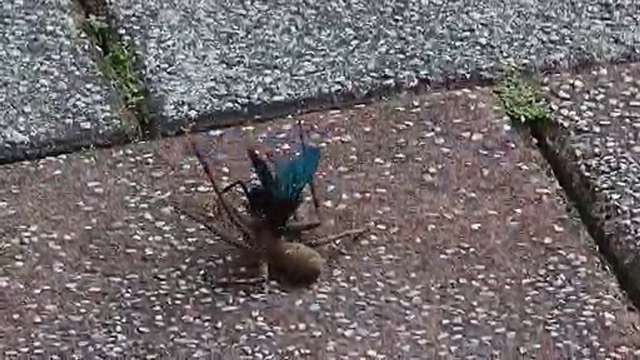Une mouche s'en prend à une grosse araignée... Bienvenu en australie - Spiders Hawk Vs Huntsman Spider