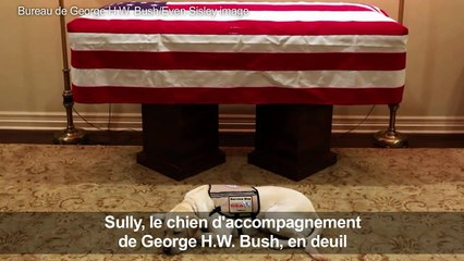 Sully, le chie de George H.W. Bush toujours à ses côtés
