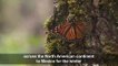 'Migrant' monarch butterflies arrive in Mexico for winter
