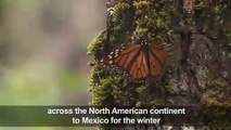 'Migrant' monarch butterflies arrive in Mexico for winter