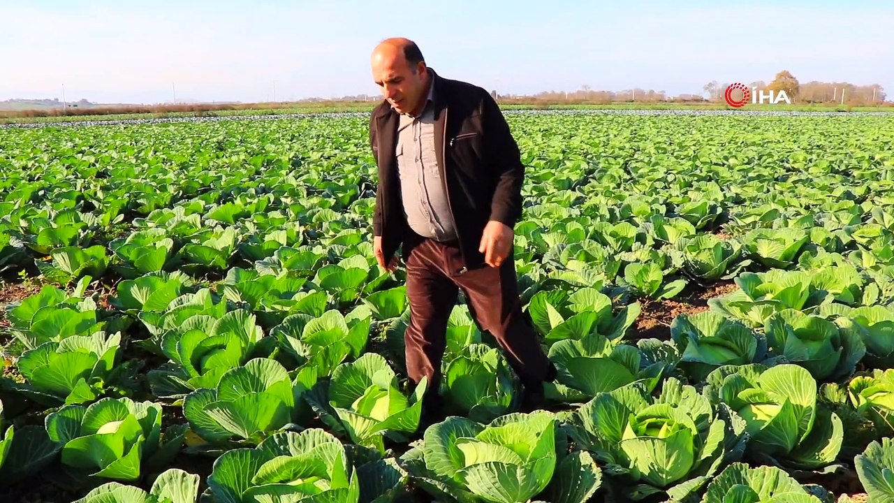 Mor ve beyaz lahana altın yılını yaşıyor...Lahana tarlaları havadan böyle görüntülendi