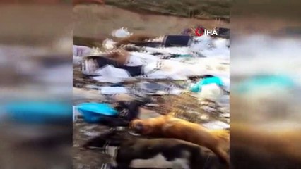 Ayakları bağlı halde telef olmuş iki köpek bulundu