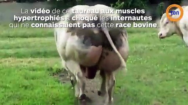 Un Blanc bleu belge hyper musclé