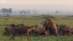 Un lion se fait sauvagement attaquer par une meute de hyènes