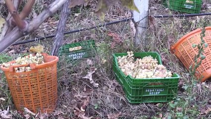 Üzümün değeri 'örtü altında' katlandı - MANİSA