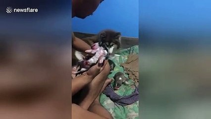 Tender moment breathless newborn husky is revived by owner