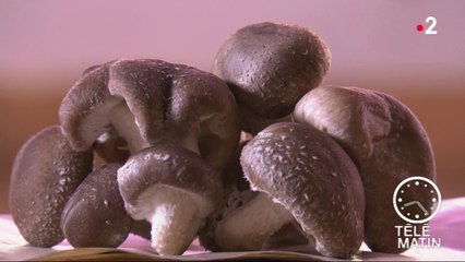 Santé - Les champignons, champions de la santé !